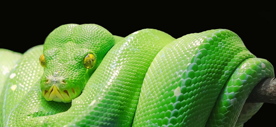 o-bote-da-serpente-1a-parte-capa